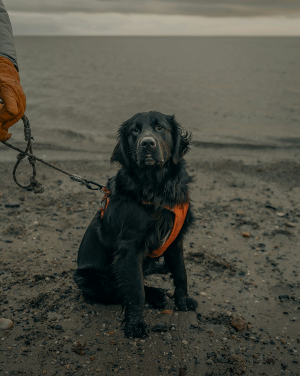 black long coated dog with orange shirt and black pants sitting on brown sand during daytime
