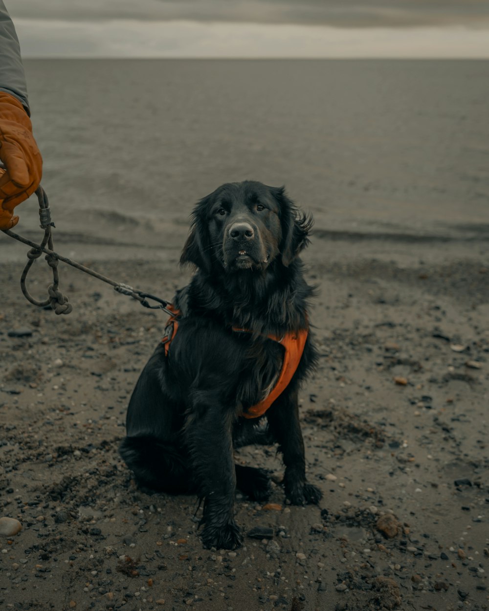 schwarzer langhaariger Hund mit orangefarbenem Hemd und schwarzer Hose, der tagsüber auf braunem Sand sitzt