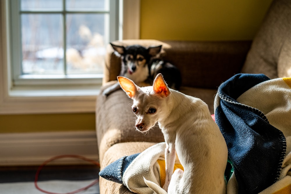 white and brown chihuahua lying on blue textile