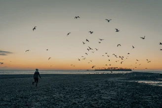 silhouette of man and birds flying over the sea during sunset