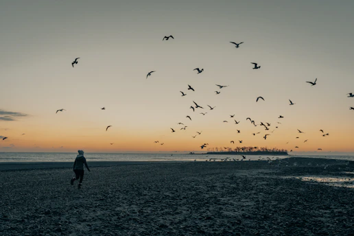 silhouette of man and birds flying over the sea during sunset