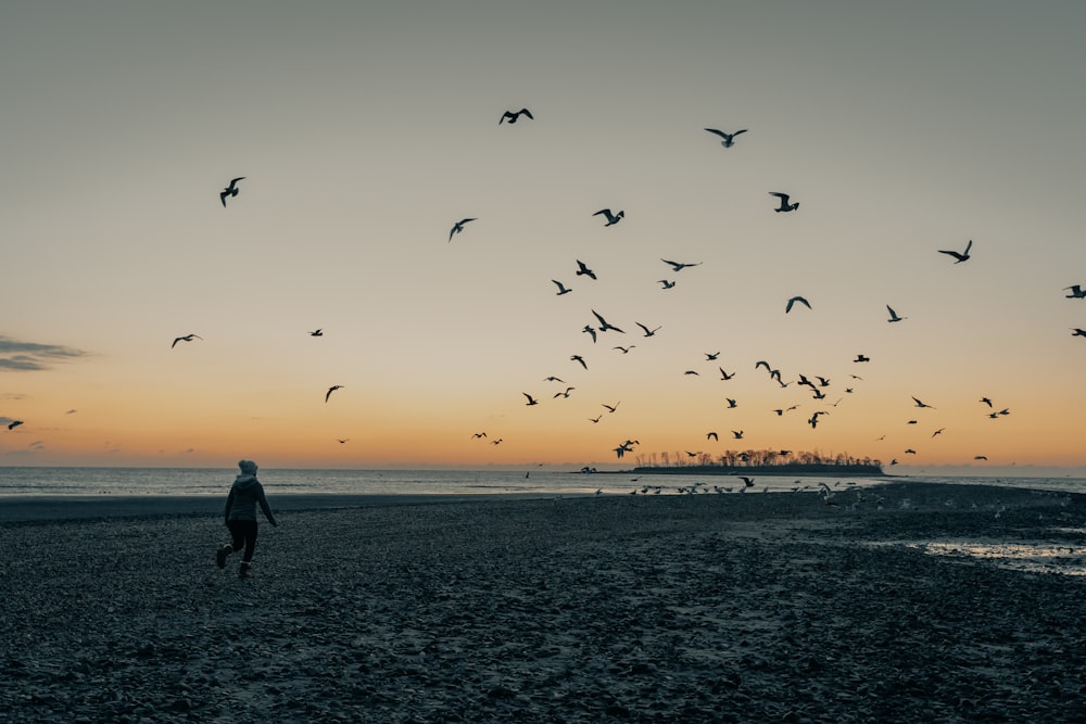 silhueta do homem e dos pássaros voando sobre o mar durante o pôr do sol
