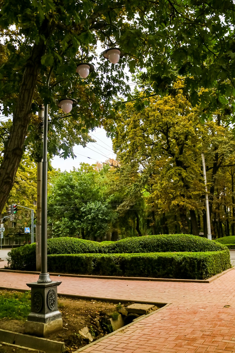 Árboles verdes y hierba verde durante el día