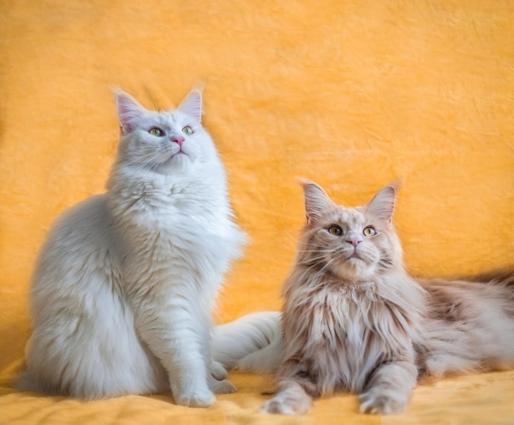 gatto bianco a pelo lungo sdraiato su tessuto arancione