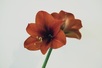 red flower amaryllis with green stem