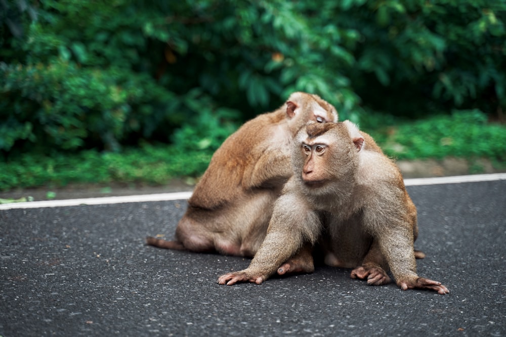 brown monkey sitting on gray concrete pavement during daytime