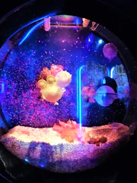 A vibrant underwater-themed party setup with jellyfish lanterns and ocean-blue streamers.