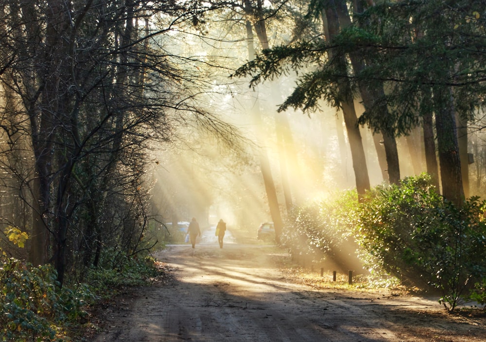 green trees on gray dirt road during daytime