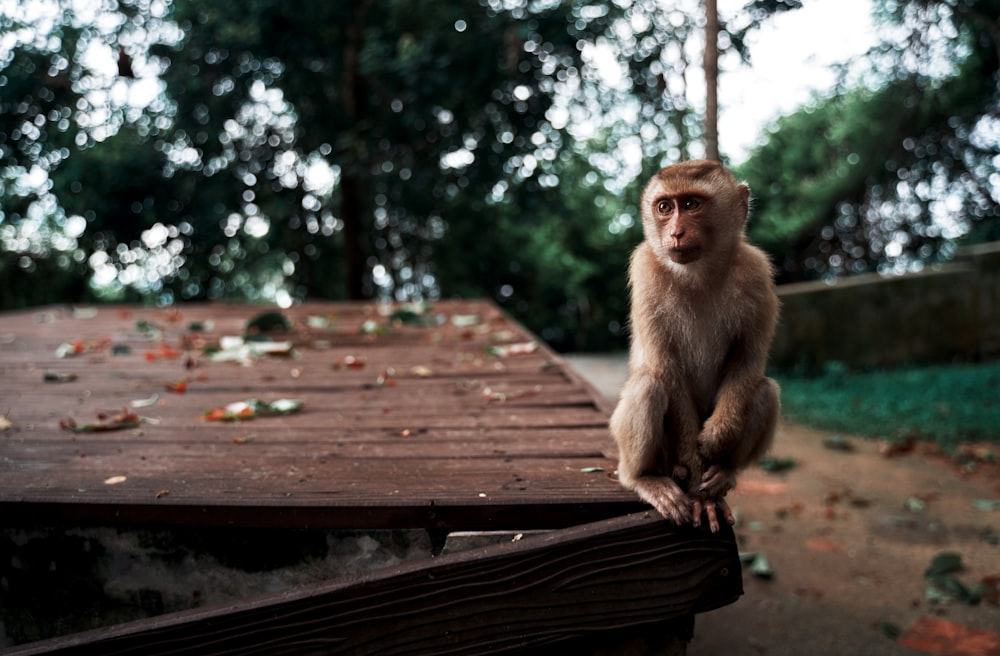 brown monkey sitting on brown wooden bench