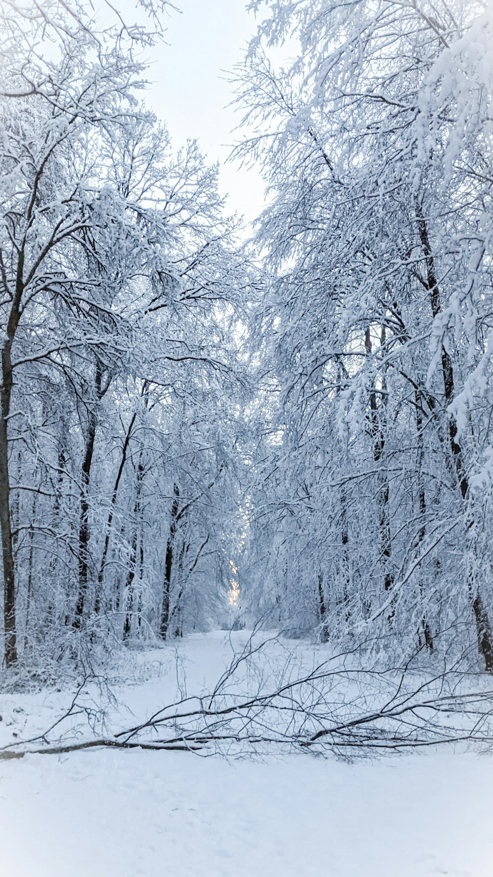 árvores cobertas de neve durante o dia