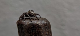 A close-up image of a small jumping spider perched on the top of a textured, cylindrical wooden object. The background is out of focus and has a soft, light gray color, highlighting the details of the spider and the wood. The spider's body is mostly dark with lighter patches around its eyes and legs.