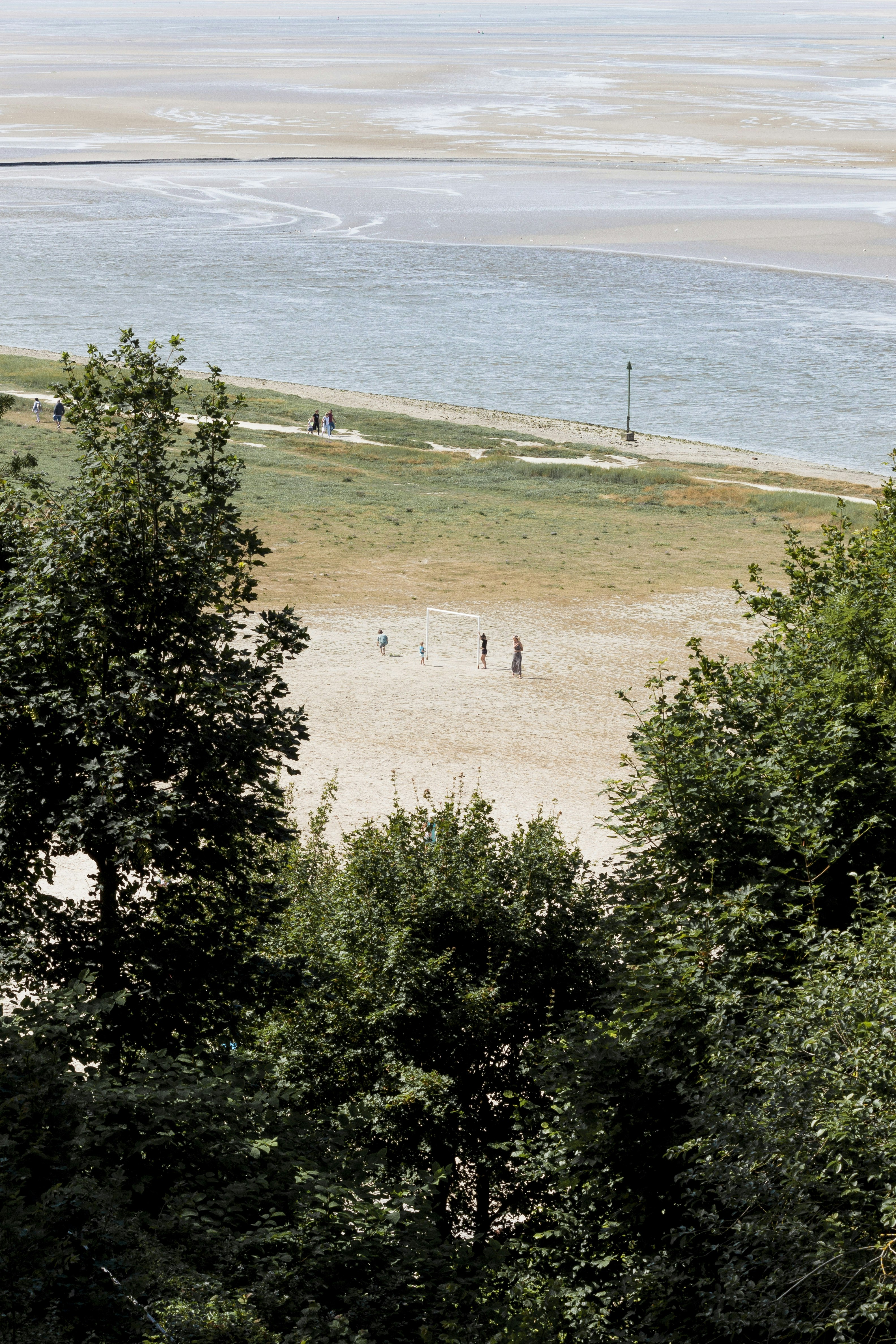 green trees on brown field near body of water during daytime