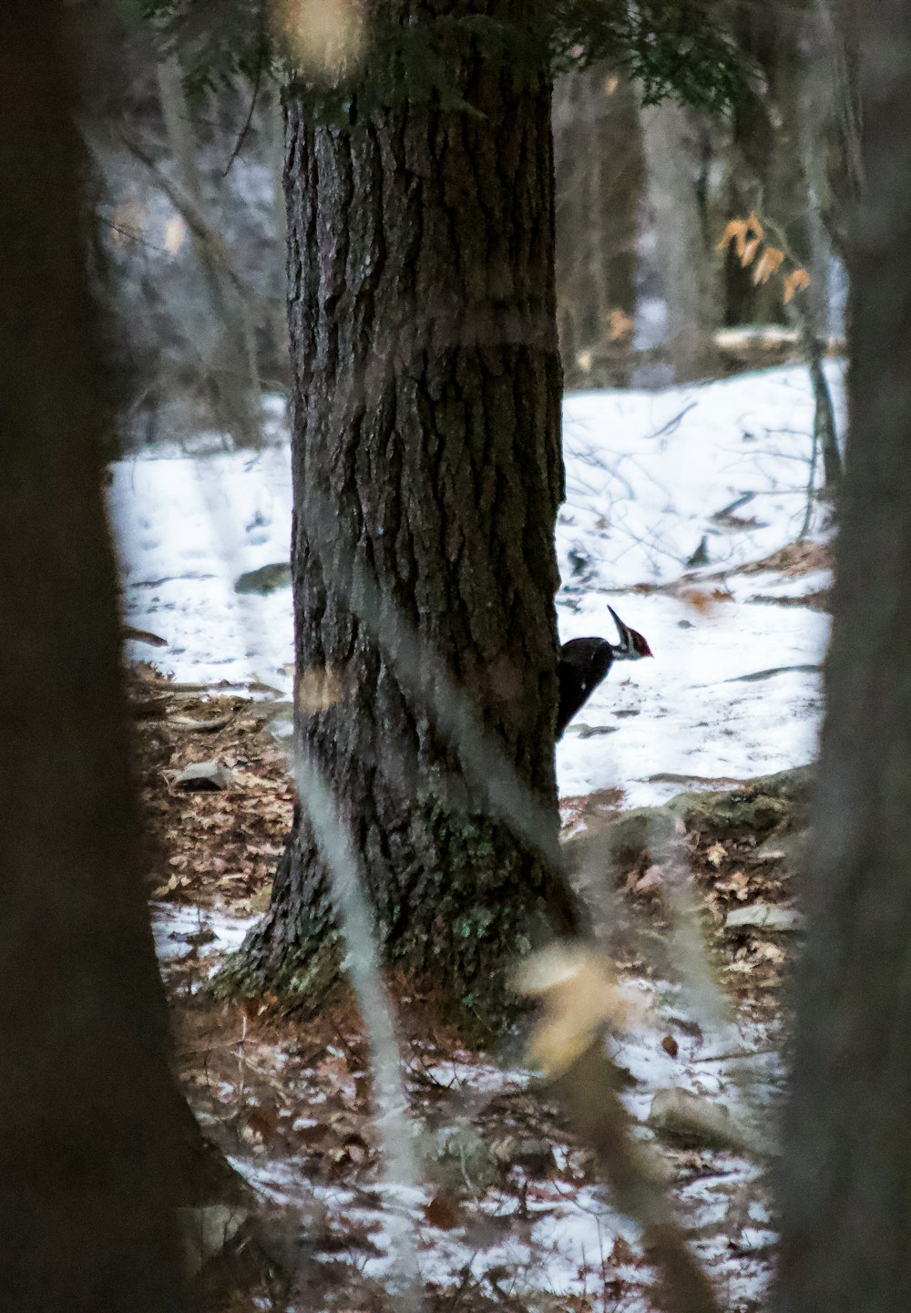 cerf noir et blanc sur la forêt pendant la journée