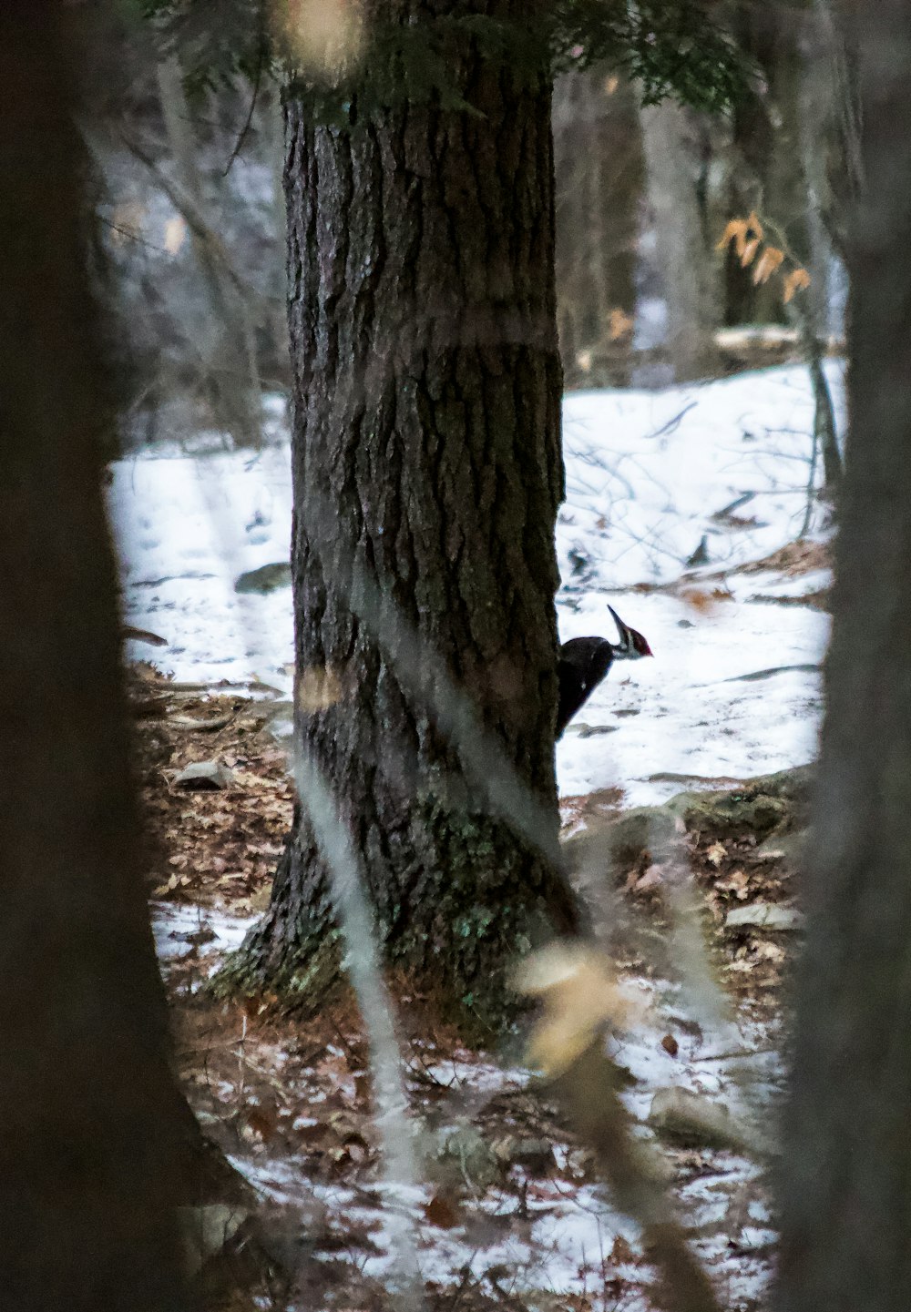 black and white deer on forest during daytime