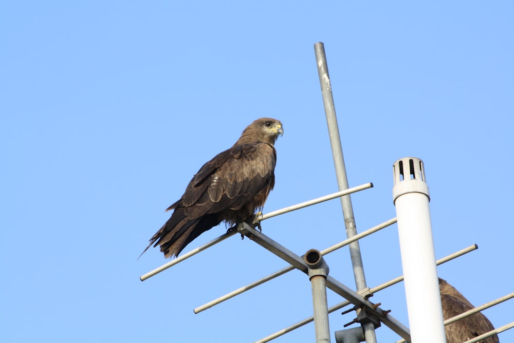 brown bird on white metal bar during daytime