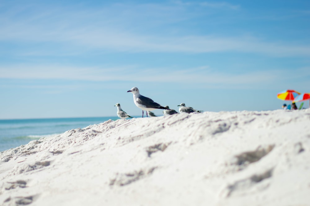 white and black bird on white snow covered ground during daytime