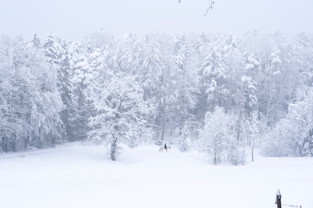 snow covered trees during daytime