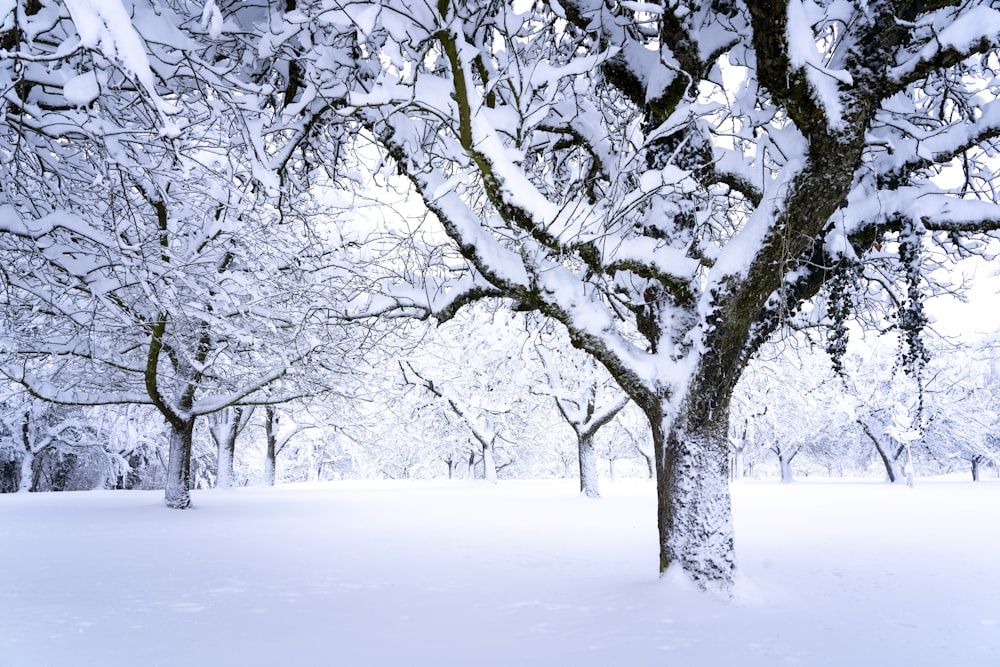 leafless tree on snow covered ground