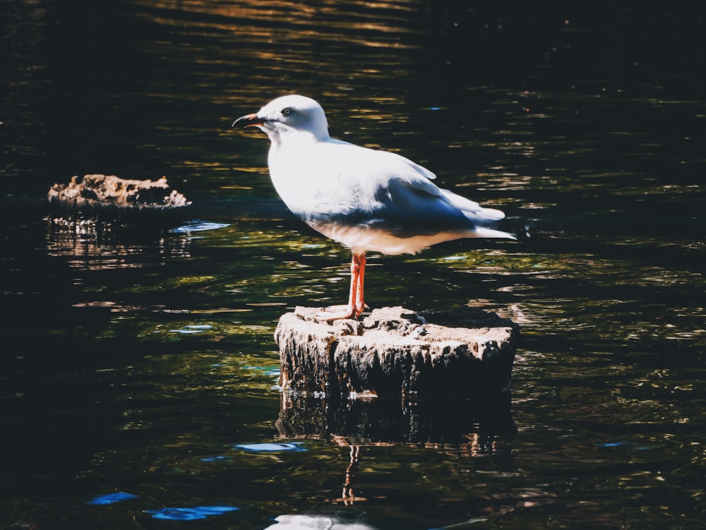 white and gray bird on brown rock near body of water during daytime