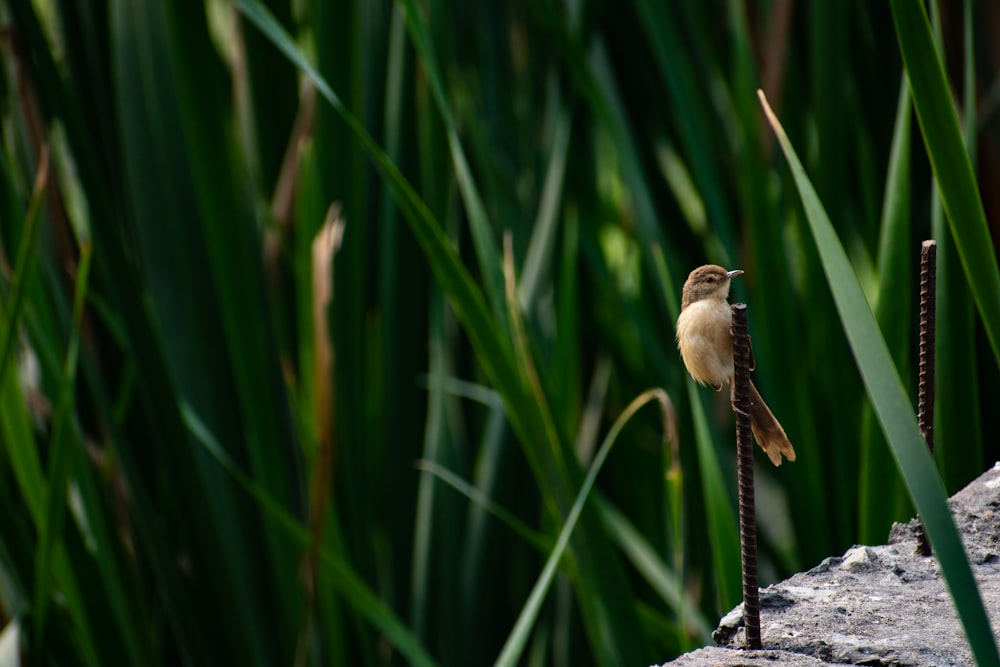 brown bird on black rock