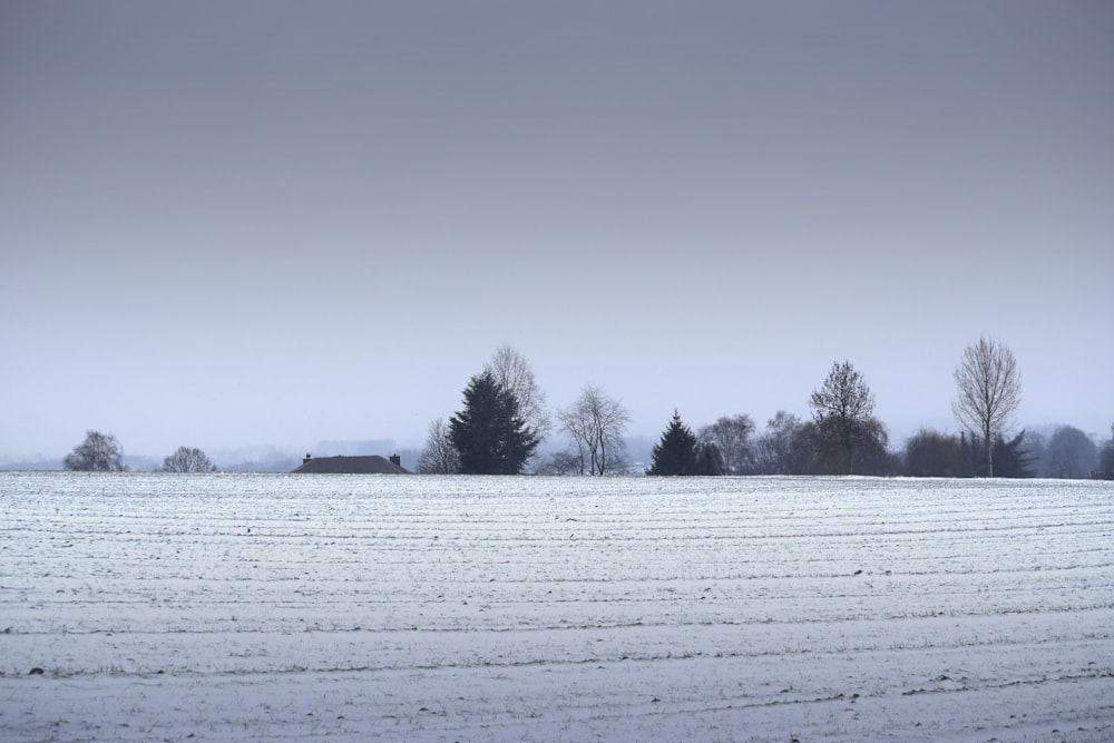 snow covered field and trees during daytime