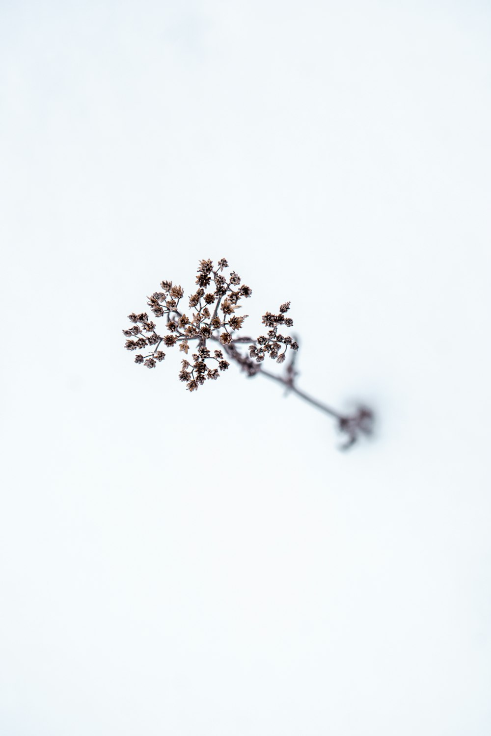 black and white flower in white background