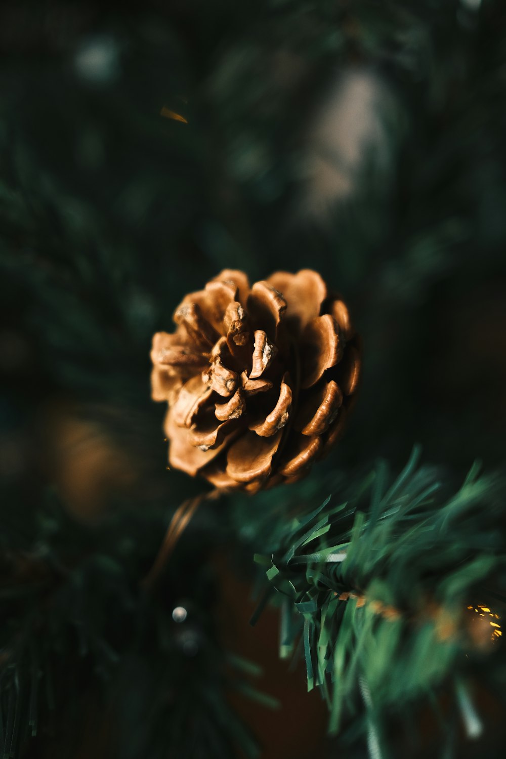 틸트 시프트 렌즈의 갈색 꽃