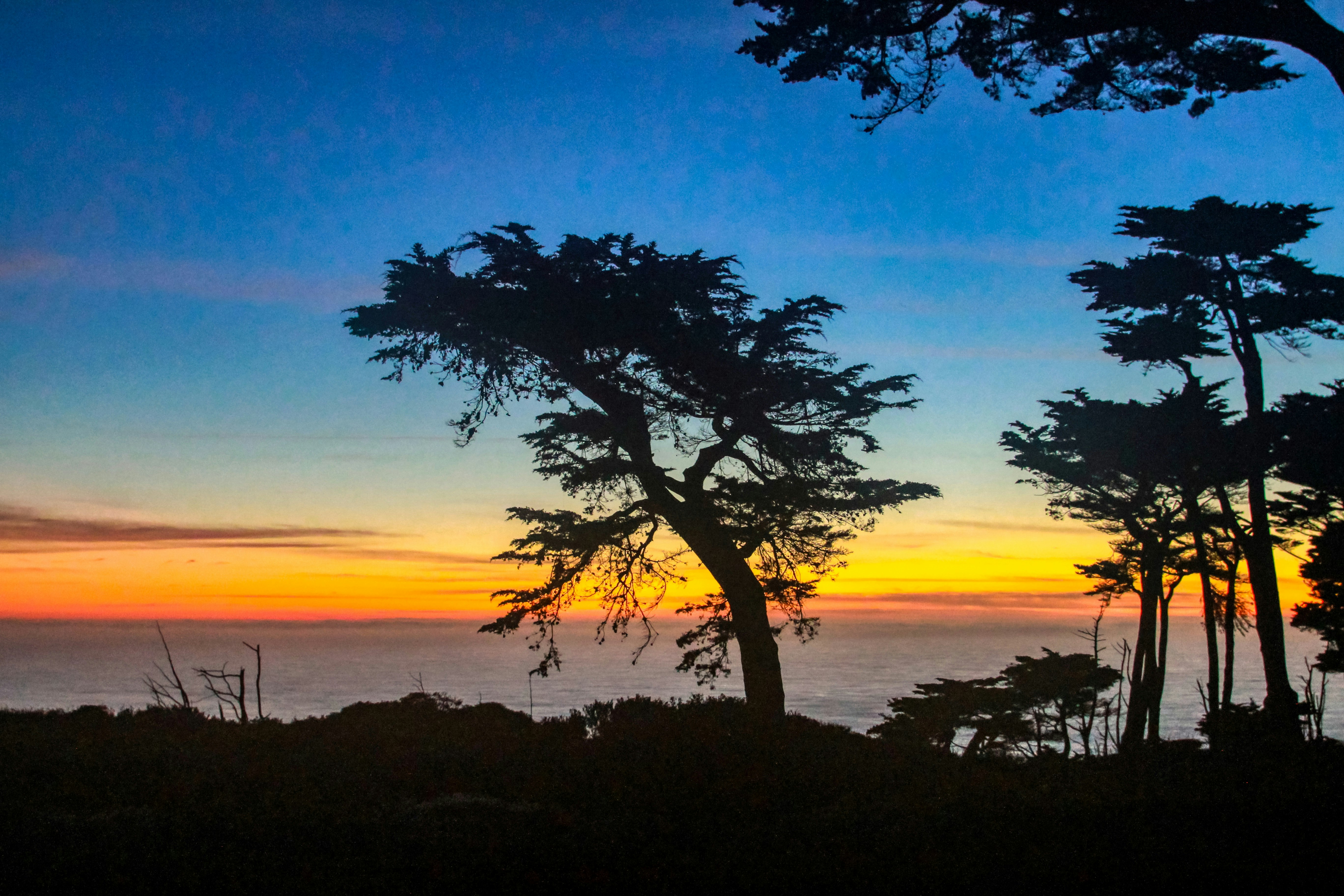 green tree near body of water during sunset