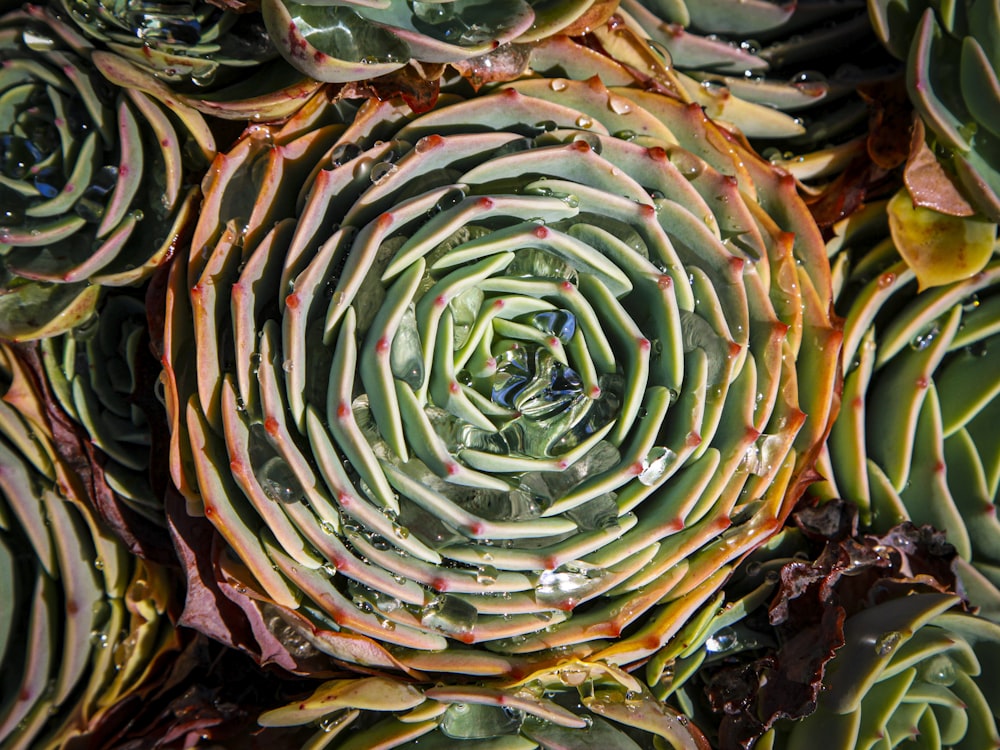 feuilles vertes et brunes de la plante