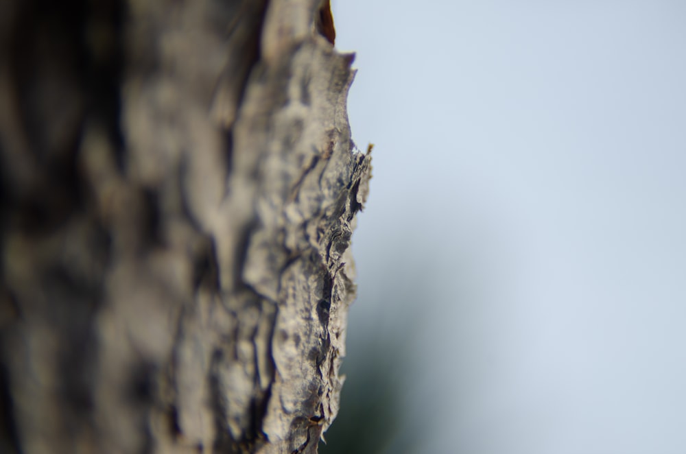 brown tree trunk in close up photography