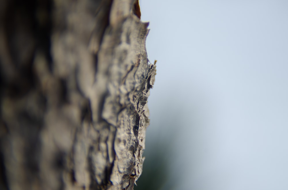 Tronco de árbol marrón en fotografía de primer plano