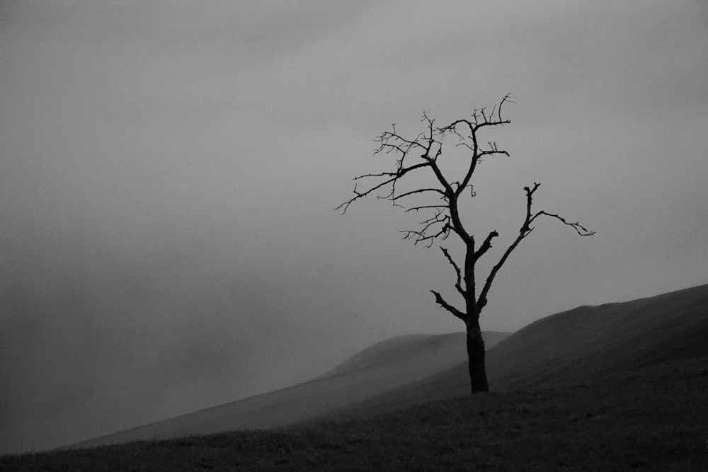 leafless tree on green grass field