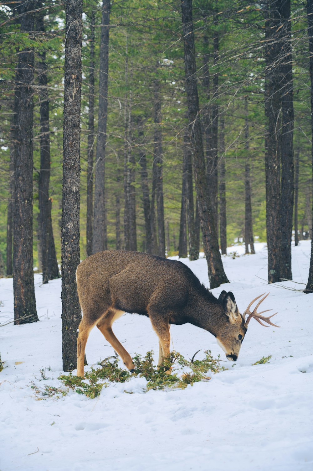 brown deer on snow covered ground during daytime