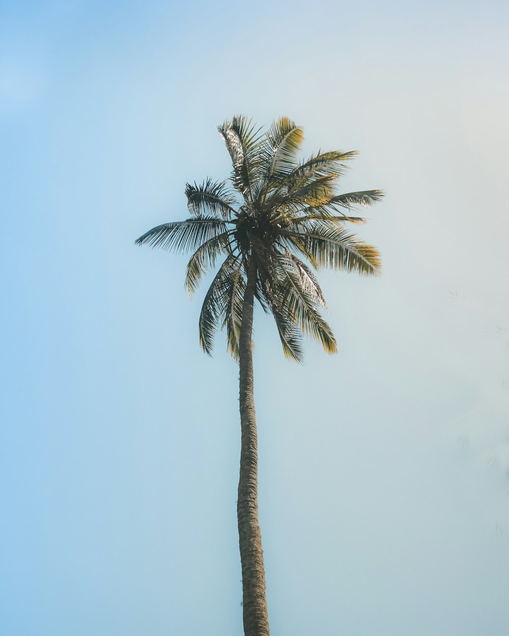 green palm tree under white sky