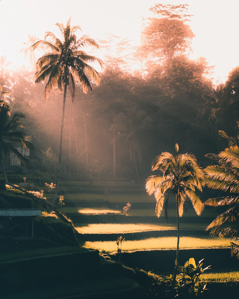 Tropical Canggu Bali palm trees and waterway