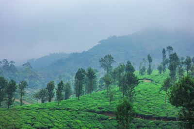 Lush green cardamom plants growing in a misty hillside plantation.