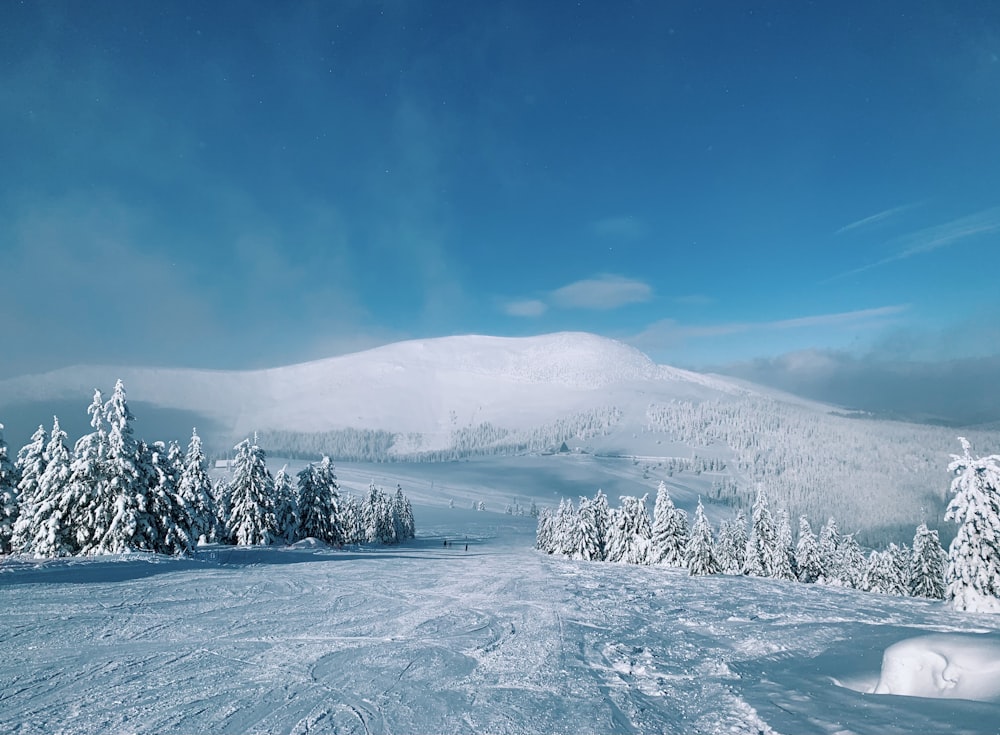 snow covered trees and mountains during daytime