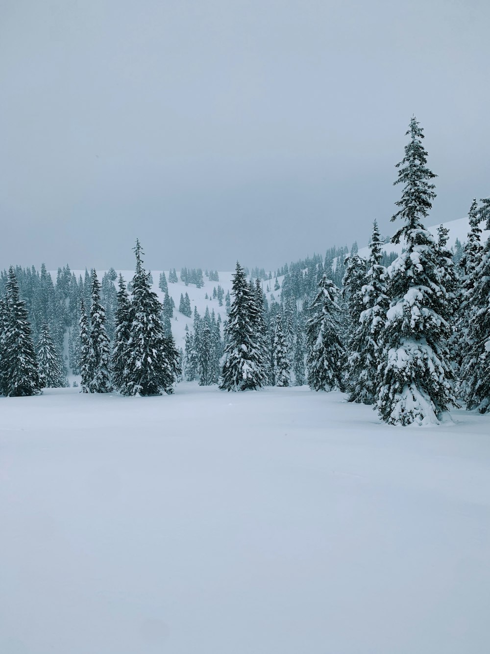 green pine trees covered with snow