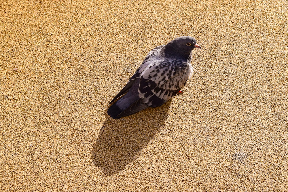 black bird on brown sand