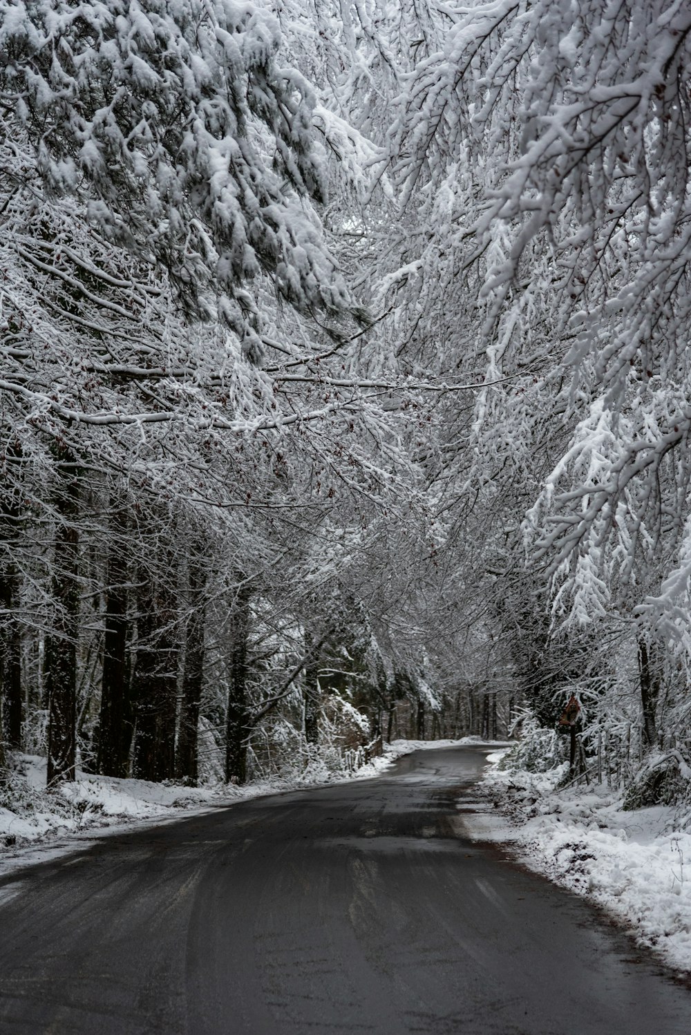 person in black jacket and black pants walking on snow covered pathway between trees during daytime