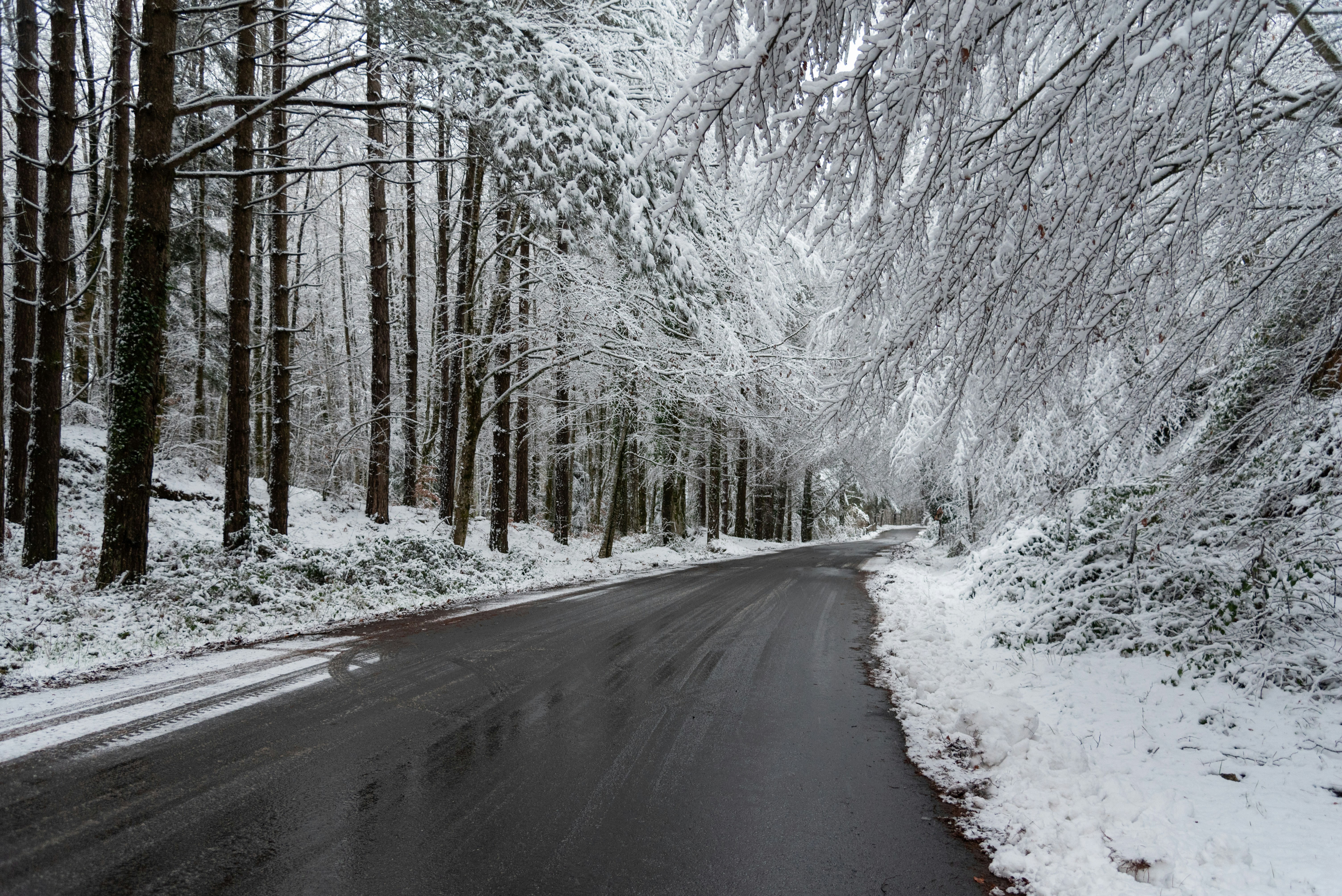 Photo by serenarepice