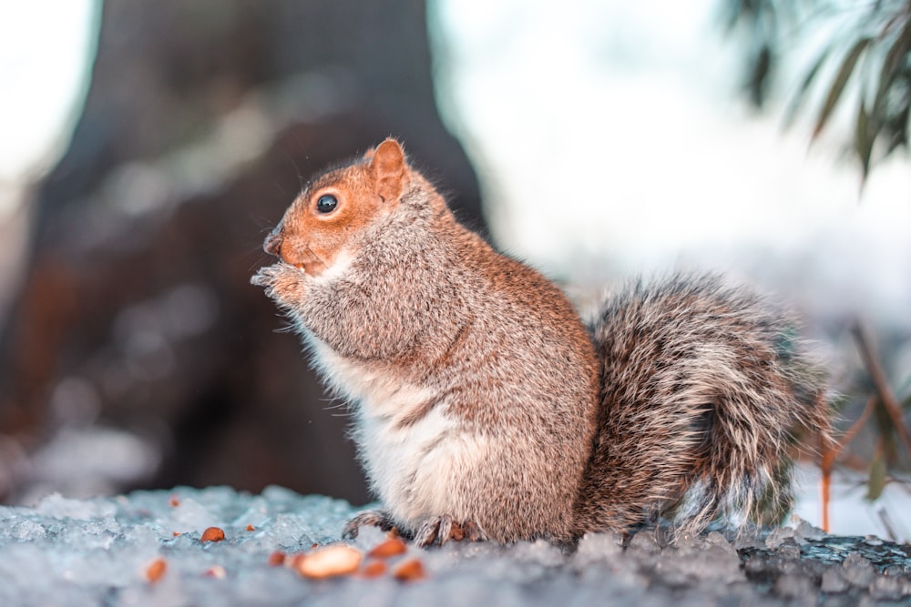 brown squirrel on gray rock during daytime