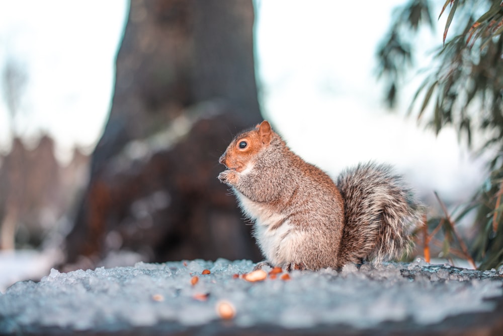 brown squirrel on gray concrete pavement during daytime