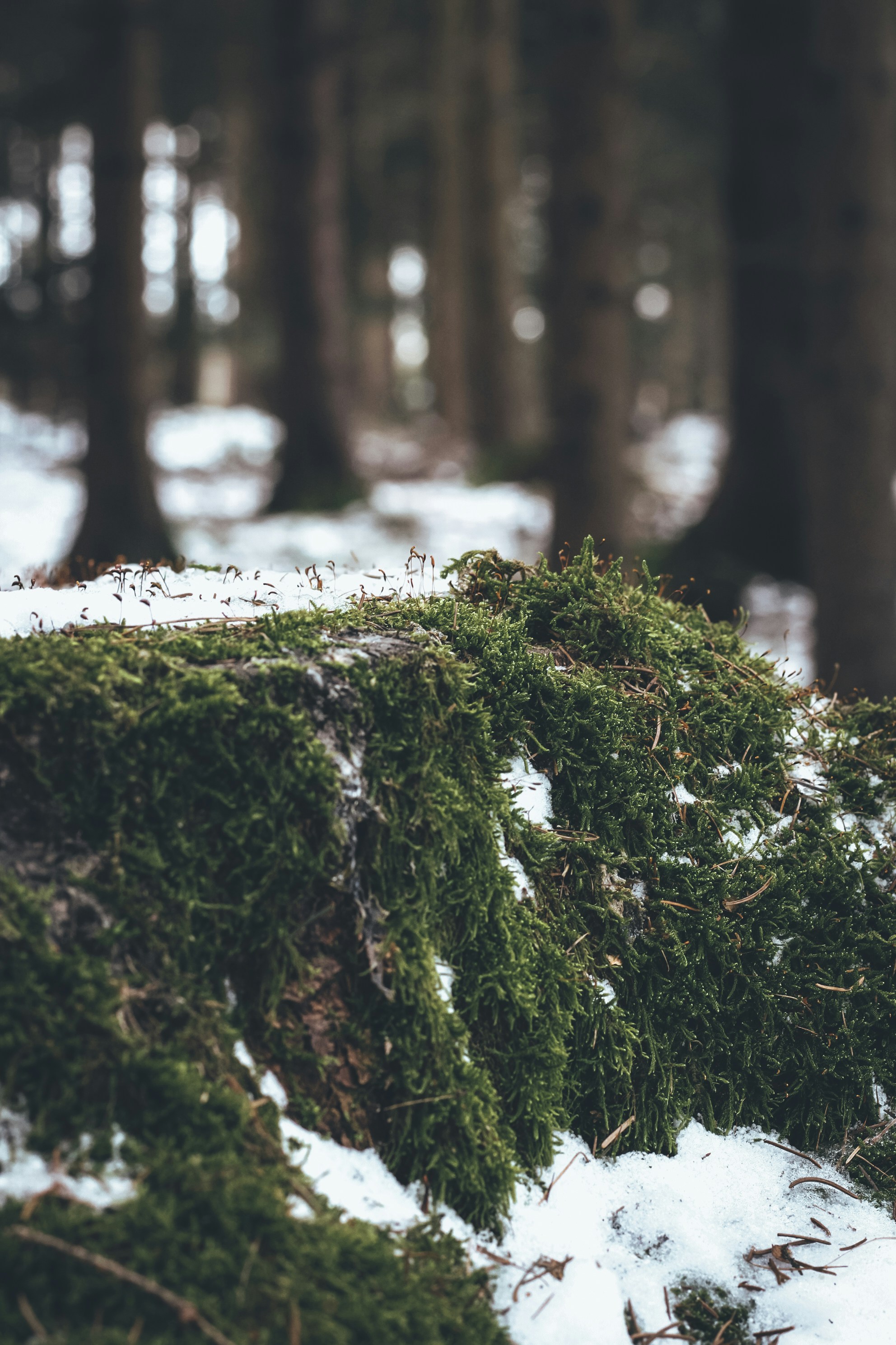 Photo by earthfulmoments