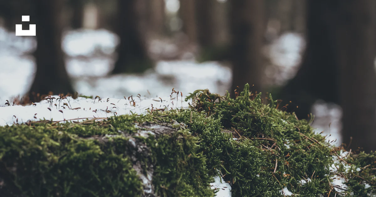 Tree Top Photography Green moss on brown tree trunk - Free Photo on Unsplash