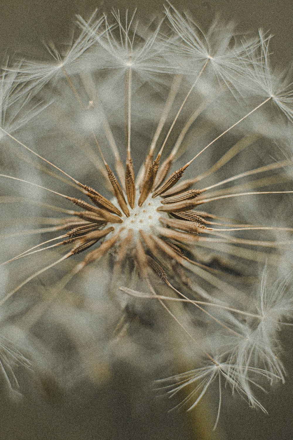 Diente de león blanco en fotografía de primer plano