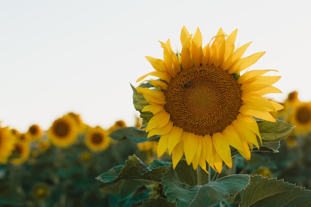 yellow sunflower in close up photography