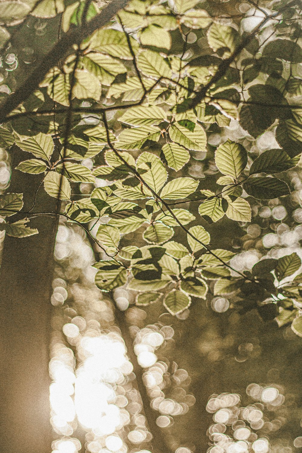 green leaves in tilt shift lens