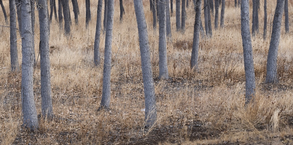 brown leafless trees on brown grass field