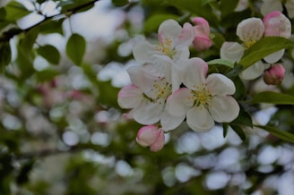 A serene orchard scene with soft apple green and blush tones.